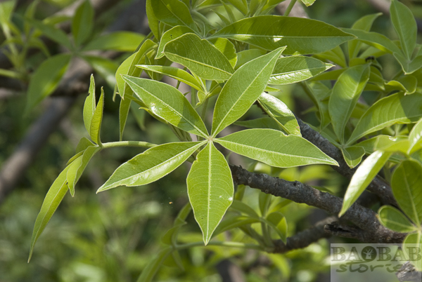 Baobab Leaves — The Nutrient Powerhouse
